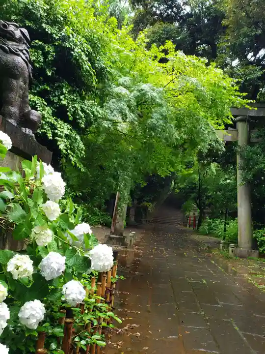 赤坂氷川神社の自然