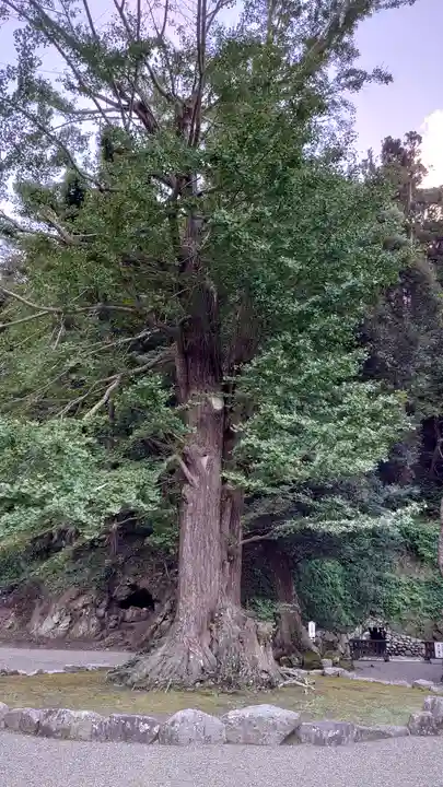 安房神社の自然
