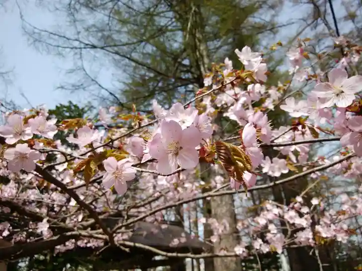 大谷地神社の自然