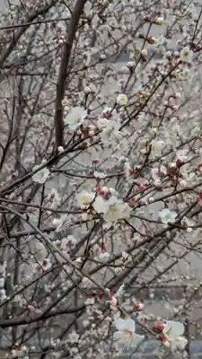蓮花寺(大阪府)