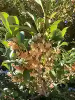 三輪神社の自然