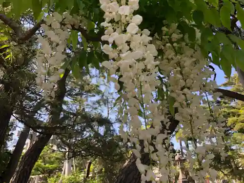 白山神社(新潟県)
