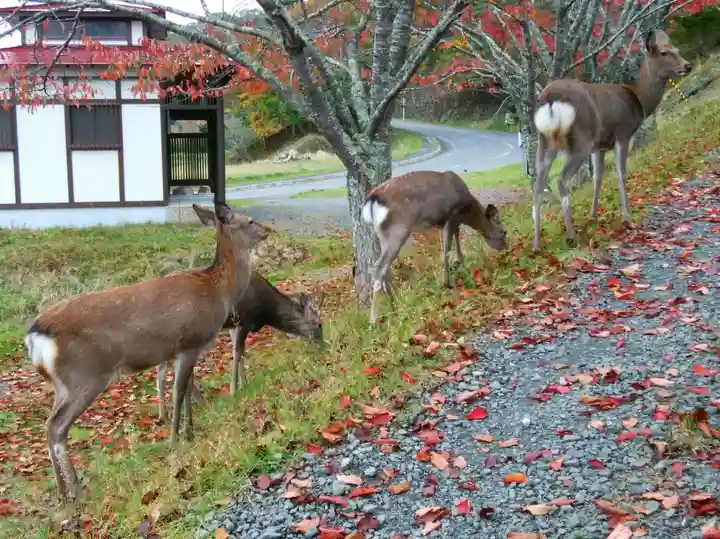 厚岸神社の動物