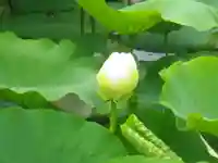 鶴岡八幡宮の自然