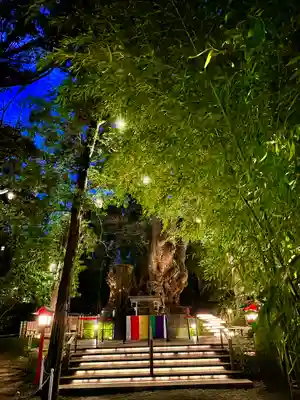 來宮神社(静岡県)