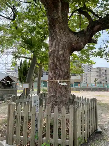 竹渕神社の自然