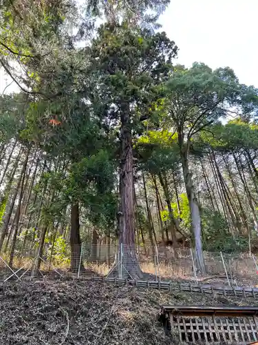 武田八幡宮の自然