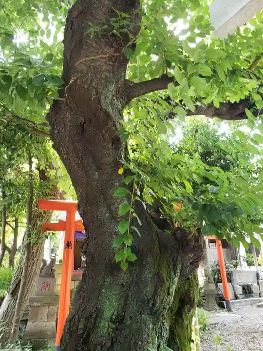本郷氷川神社(東京都)