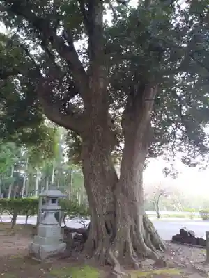 熊野神社の自然