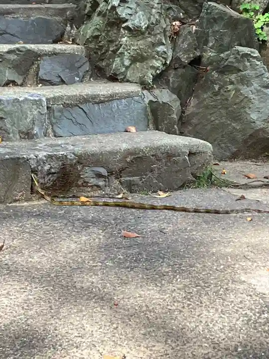 大山祇神社の動物