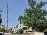 津島神社 御旅所跡の自然