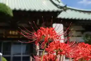 宗隆寺の自然(2019年09月29日(日) 00時15分09秒投稿)