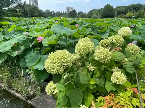 寛永寺不忍池弁天堂の自然