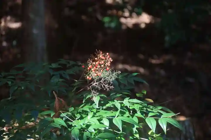 鹿島大神宮の自然