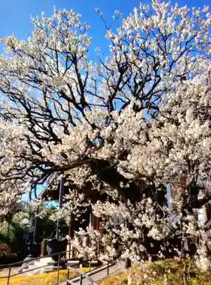 福蔵院(東京都)