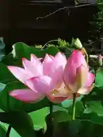 長善寺(東京都)