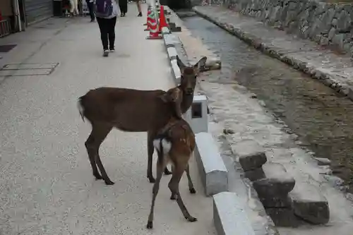 厳島神社の動物