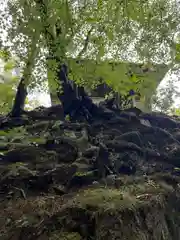 高山寺の自然