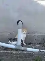 五郎兵衛稲荷神社(茨城県)