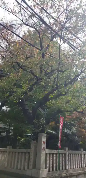 秋葉神社の自然