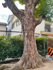 中井神社の自然