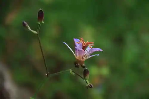 豊景神社の庭園
