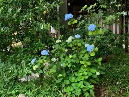 阿佐ヶ谷神明宮の自然