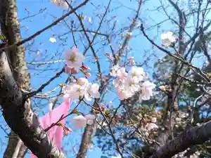 星田妙見宮の自然(2024年04月01日(月) 21時33分20秒投稿)