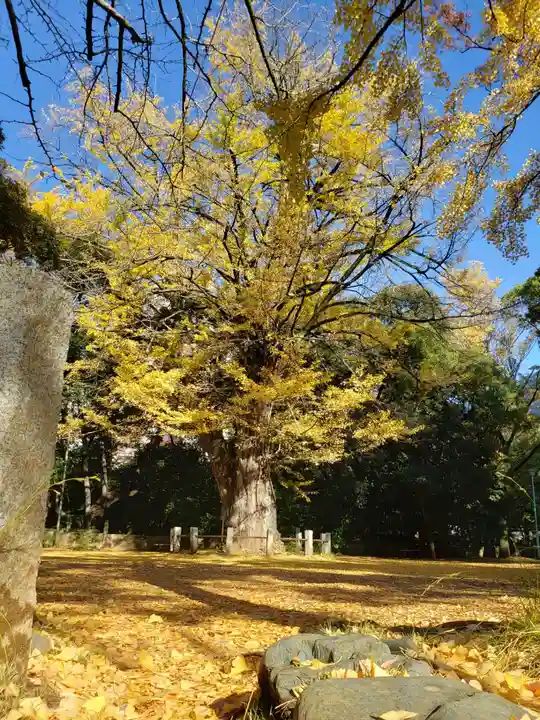 赤坂氷川神社(東京都)