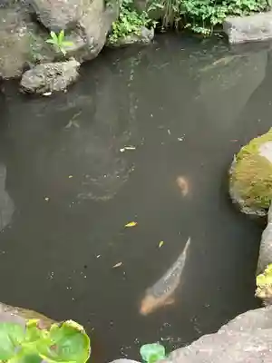 高來神社の動物
