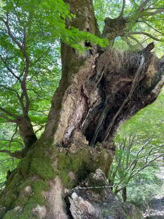 月輪寺(京都府)
