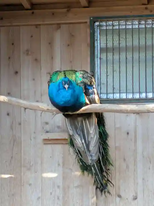 岩槻久伊豆神社(埼玉県)