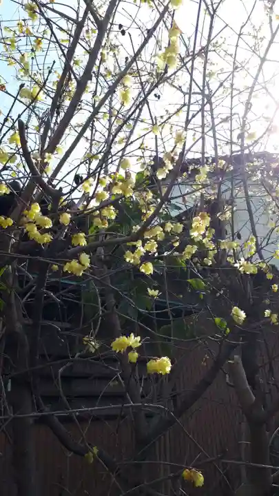 前玉神社の自然