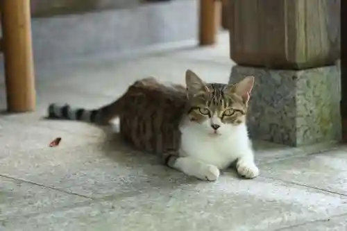 玉野御嶽神社の動物