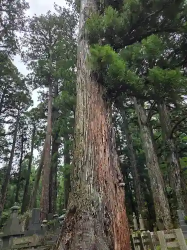 高野山金剛峯寺奥の院(和歌山県)