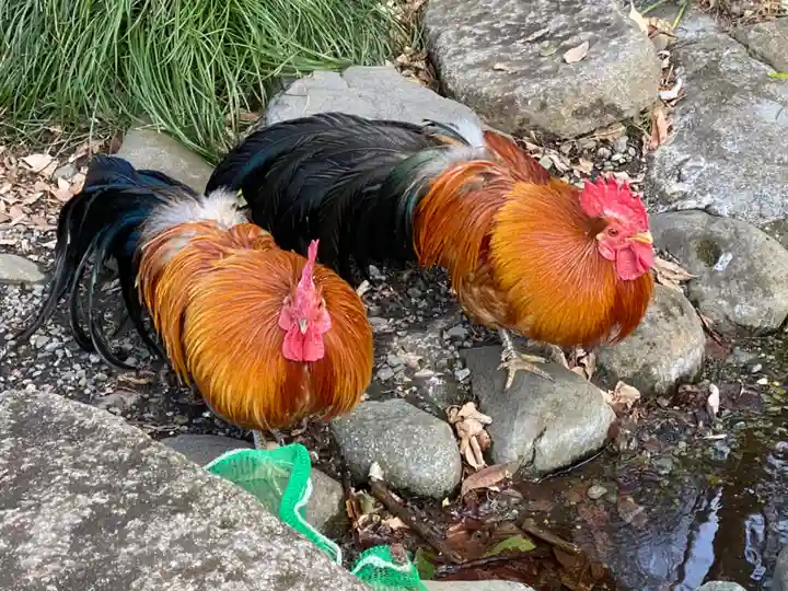 谷保天満宮の動物