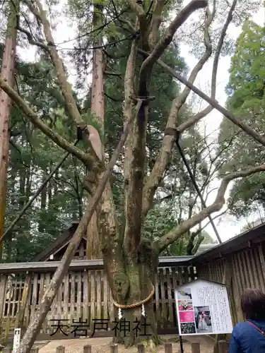 天岩戸神社(宮崎県)