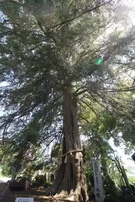 善養寺（善養密寺）(東京都)