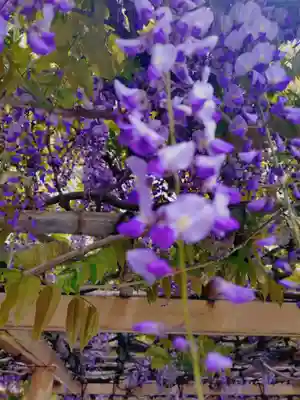 金蛇水神社(宮城県)