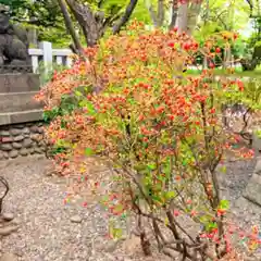 彌彦神社　(伊夜日子神社)(北海道)