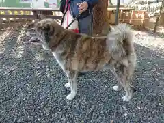 事任八幡宮の動物