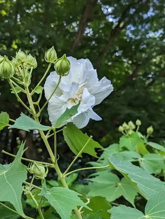 大乗寺(京都府)