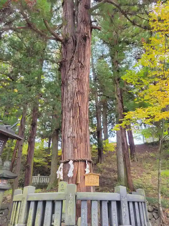 諏訪大社下社春宮の自然
