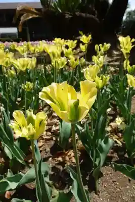 半木神社(賀茂別雷神社境外末社)の自然