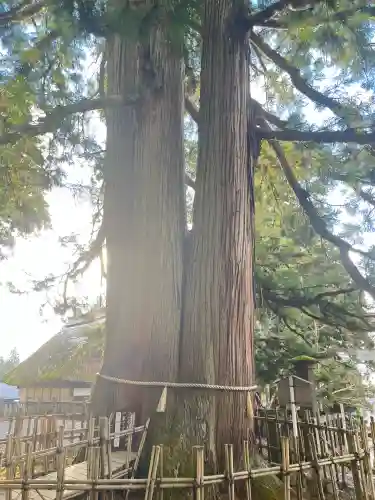 戸隠神社中社(長野県)