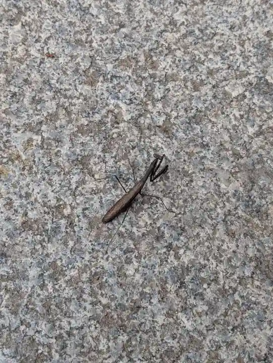 三春大神宮(福島県)