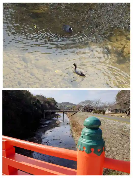 宇佐神宮の動物