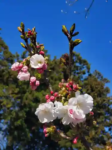 沙沙貴神社の自然