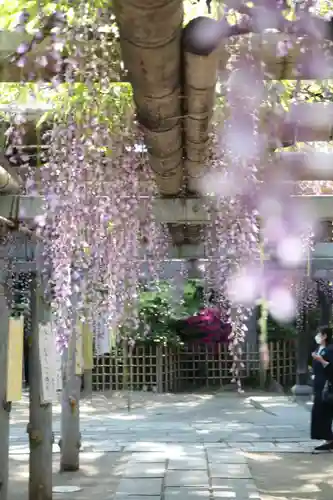 越ヶ谷久伊豆神社(埼玉県)