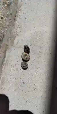 住吉大社(大阪府)